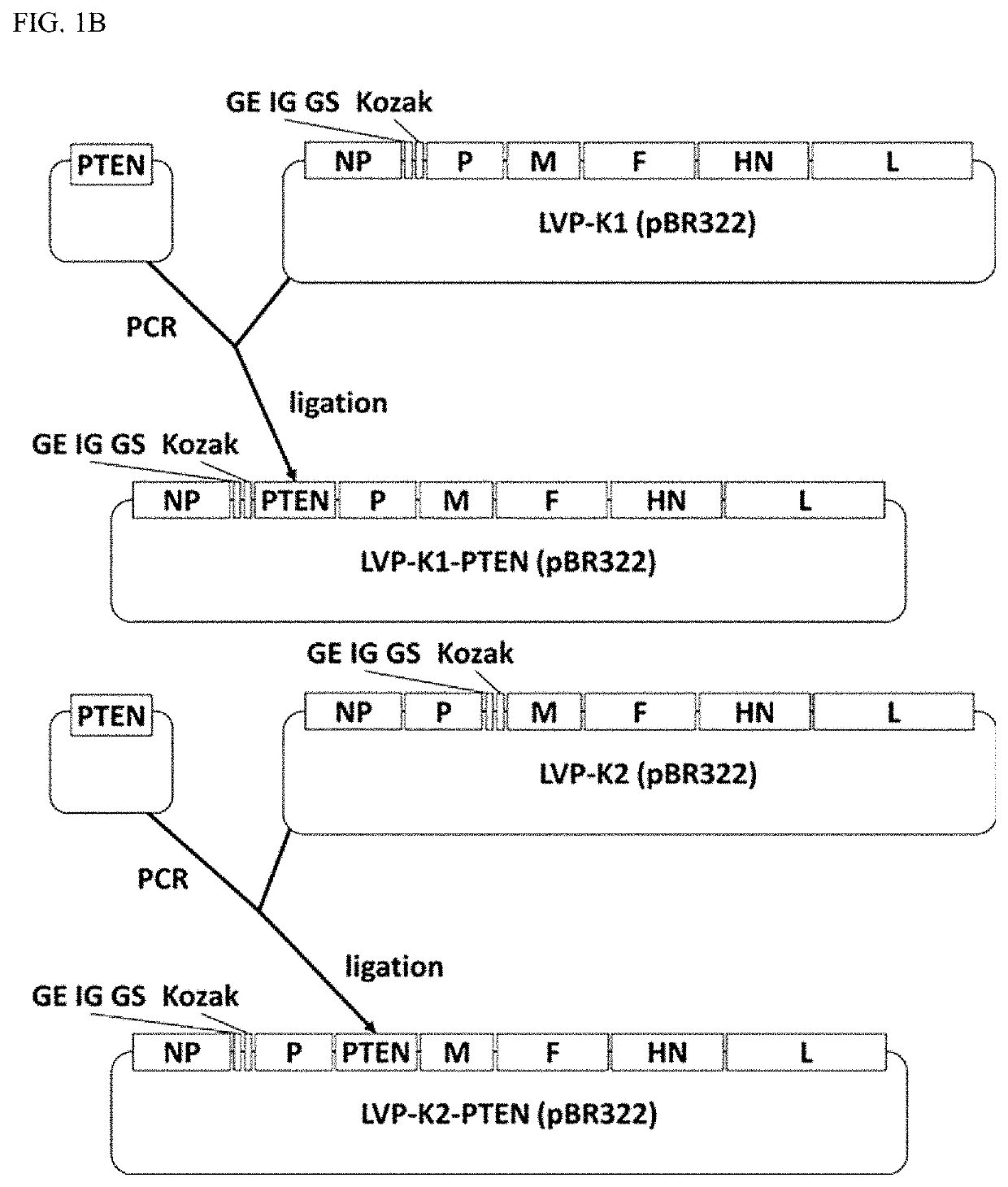 Oncolytic virus for treating brain tumors using recombinant newcastle disease virus into which newcastle disease virus vector-based pten gene is inserted and composition for treating brain tumors using same