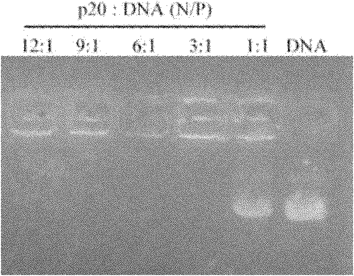 Short peptide and application thereof