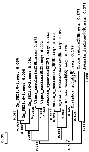 Soybean subtilisin gene and its application