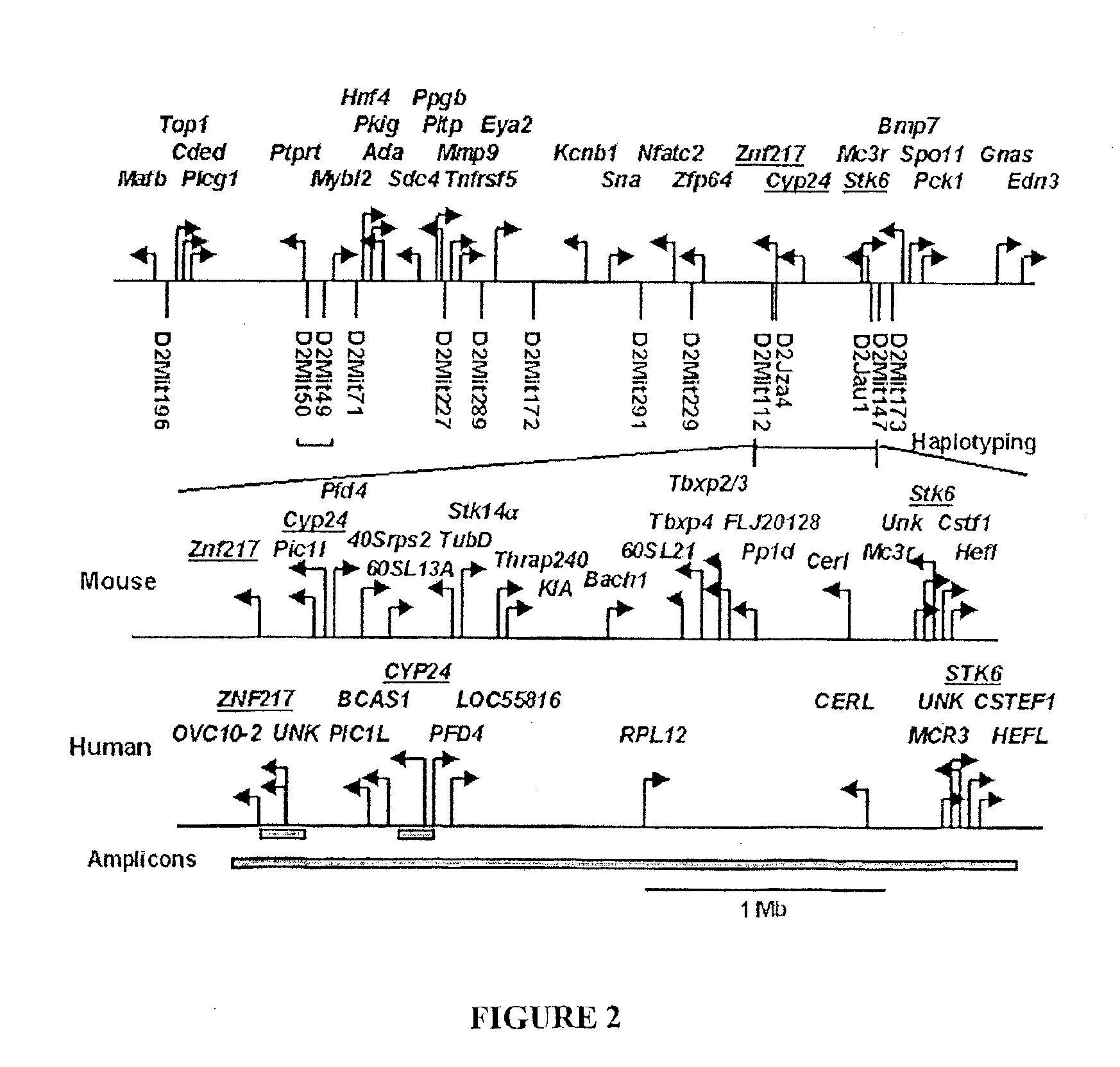 STK15 (STK6) gene polymorphism and methods of determining cancer risk