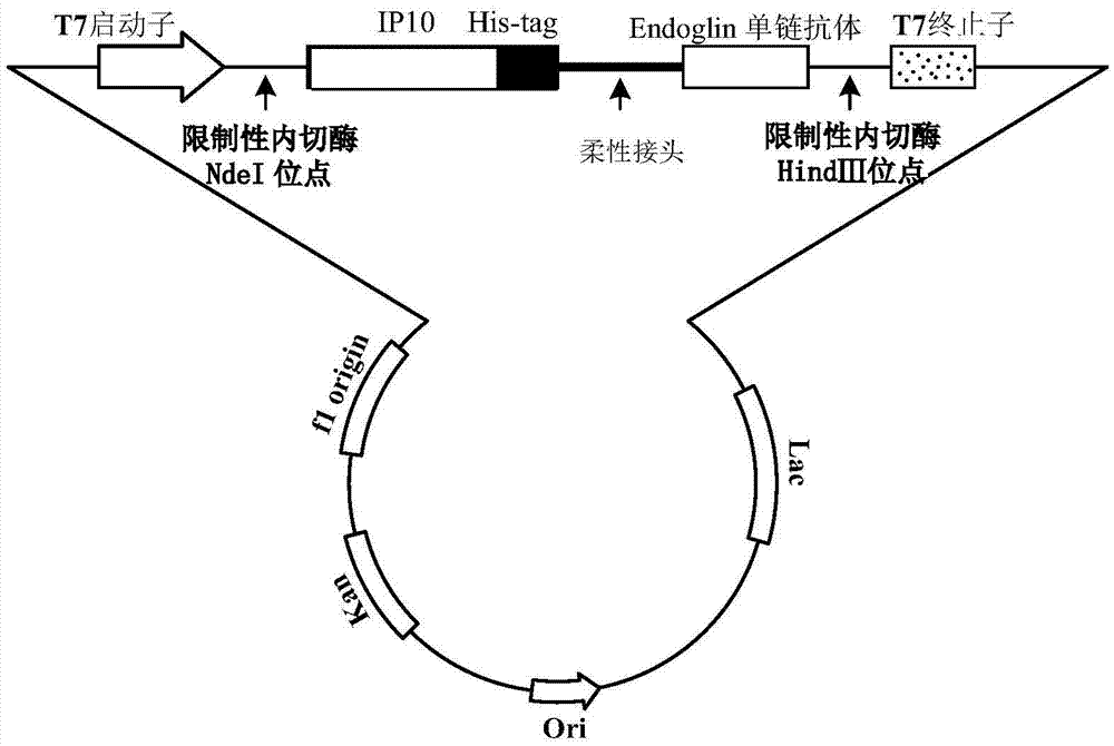 Tumor vascular endothelial cell targeted IP10 single-chain antibody and preparation method