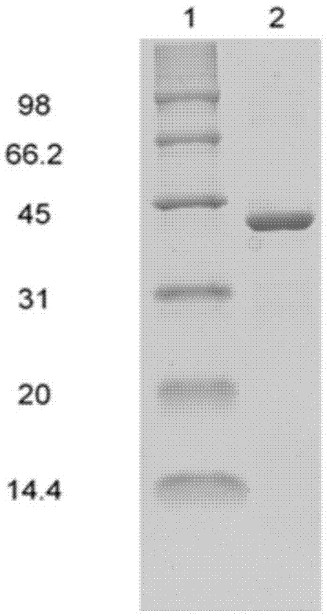 Tumor vascular endothelial cell targeted IP10 single-chain antibody and preparation method