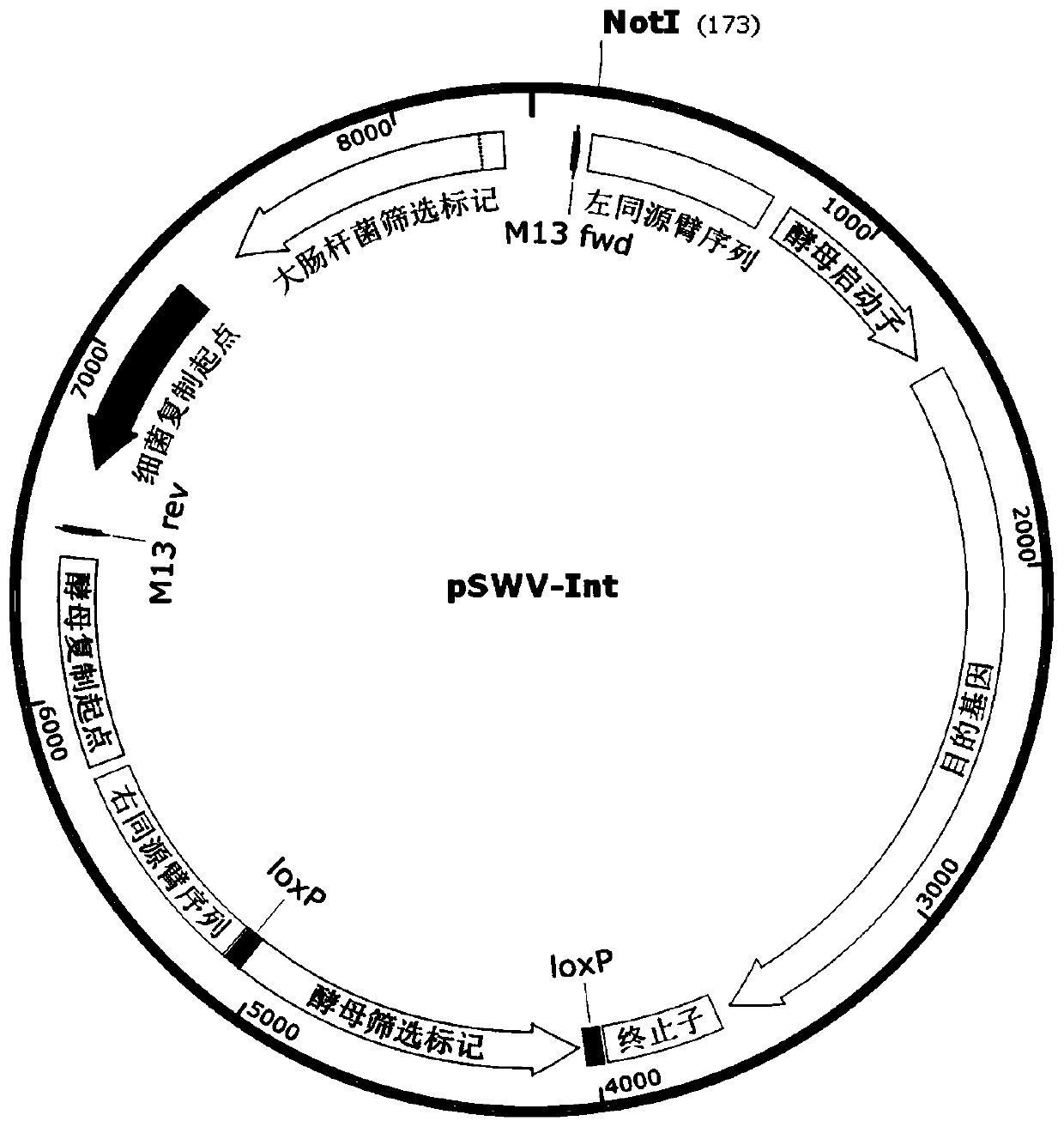 Construction method of recombinant Yarrowia lipolytica for synthesis of xylitol and strain thereof