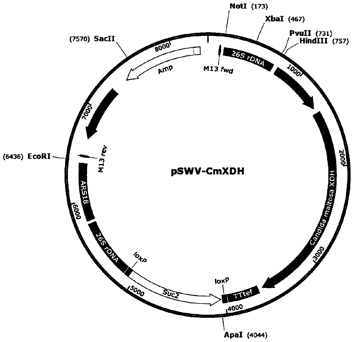 Construction method of recombinant Yarrowia lipolytica for synthesis of xylitol and strain thereof