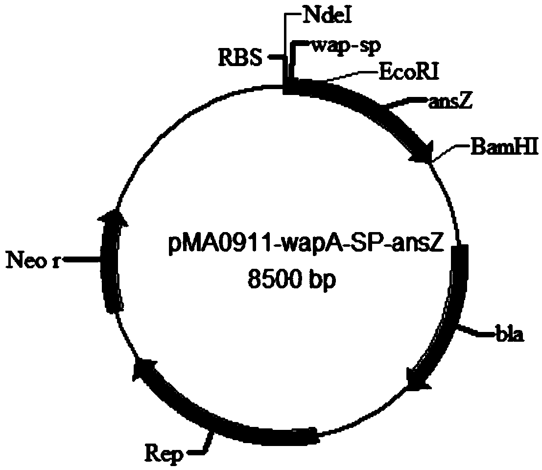 Signal peptide capable of improving secretion efficiency, and applications thereof