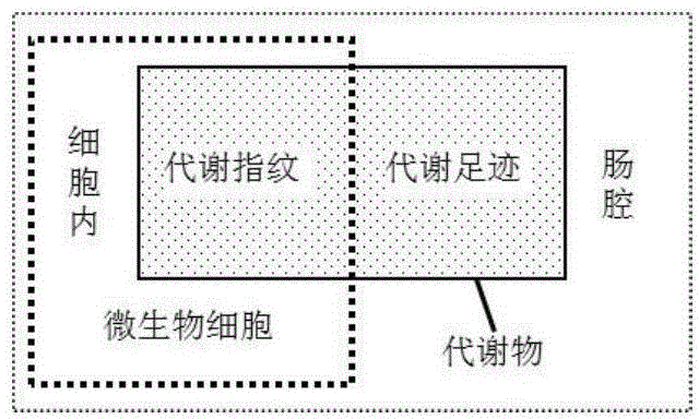 Metabonomics extraction method of pig gastrointestinal tract content