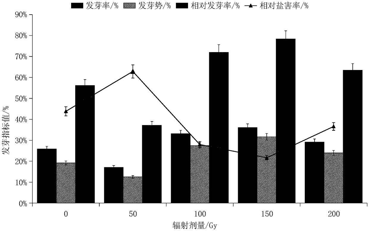 60Co-gamma ray radiation mutagenesis method for populus euphratica seeds treated with salt stress