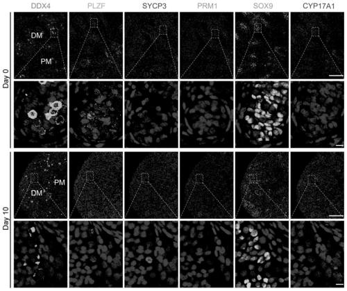 Preparation method of in-vitro human testicular spermatogenesis model