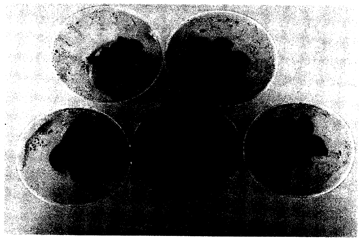 Open-type culture method for apple dwarfing stock tissue culture seedlings at rooting stage and culture medium adopted by method