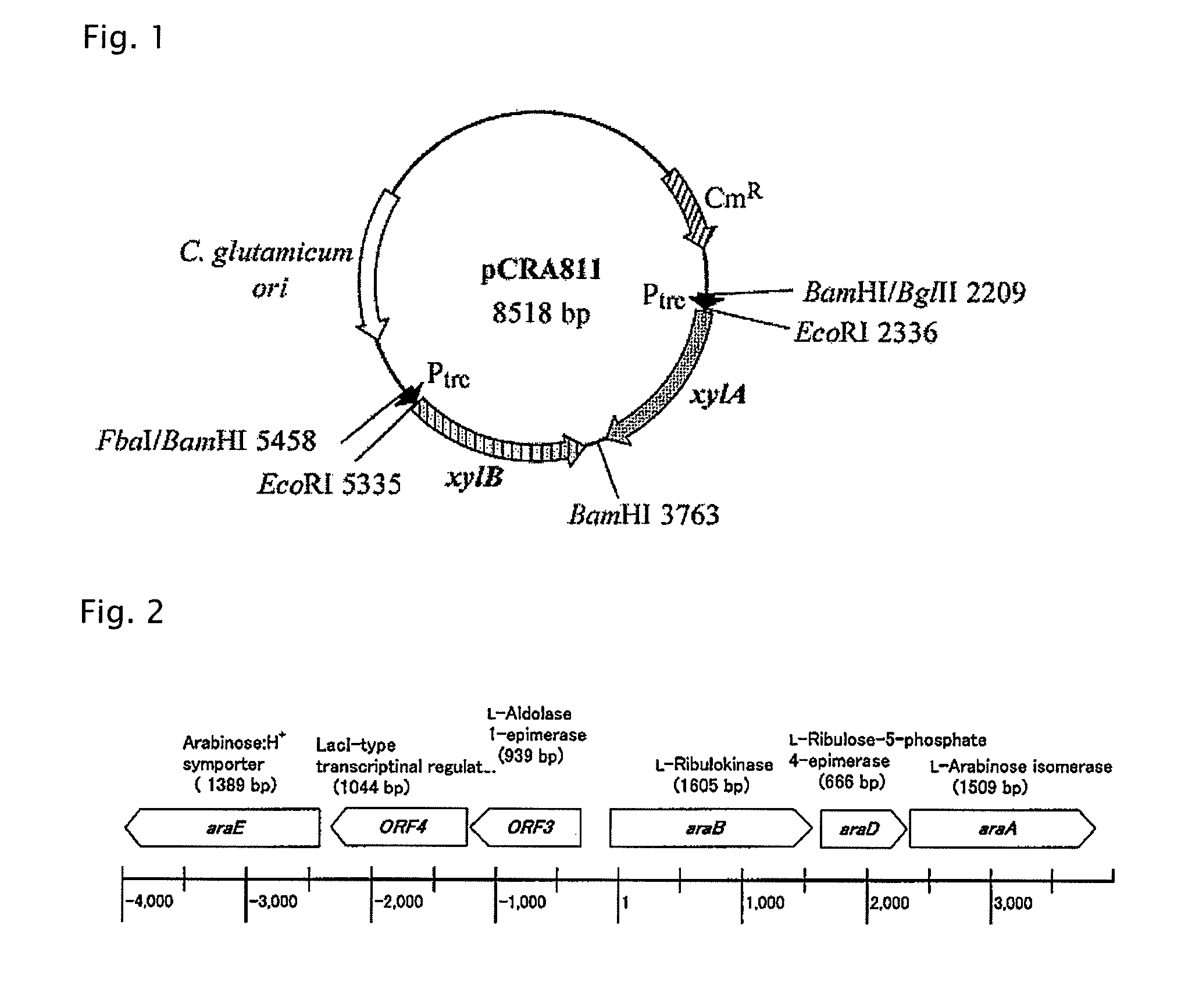 Coryneform bacterium transformant having improved D-xylose-utilizing ability