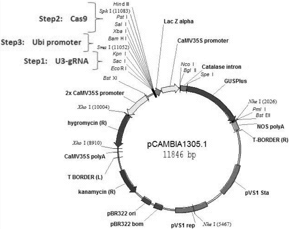 Novel reaction system for rapidly constructing plant gene site-directed knockout carrier