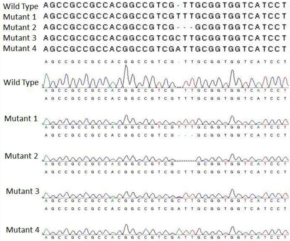 Novel reaction system for rapidly constructing plant gene site-directed knockout carrier