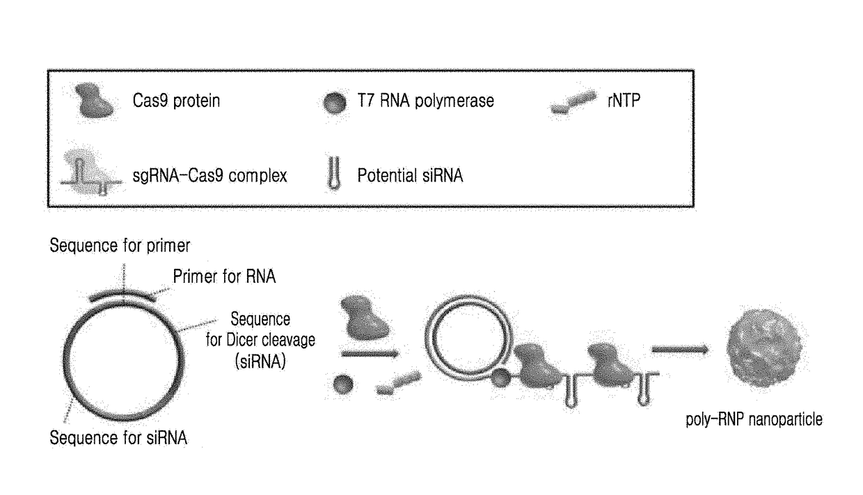 Self-assembled ribonucleoprotein nanoparticles