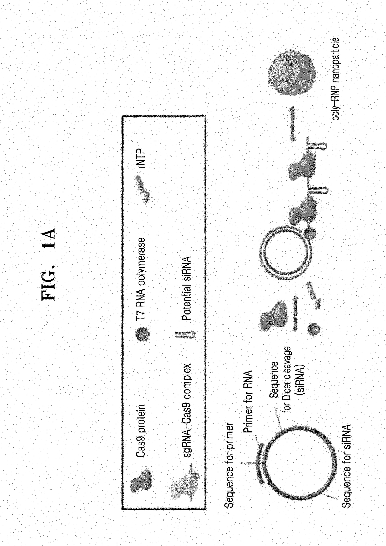 Self-assembled ribonucleoprotein nanoparticles