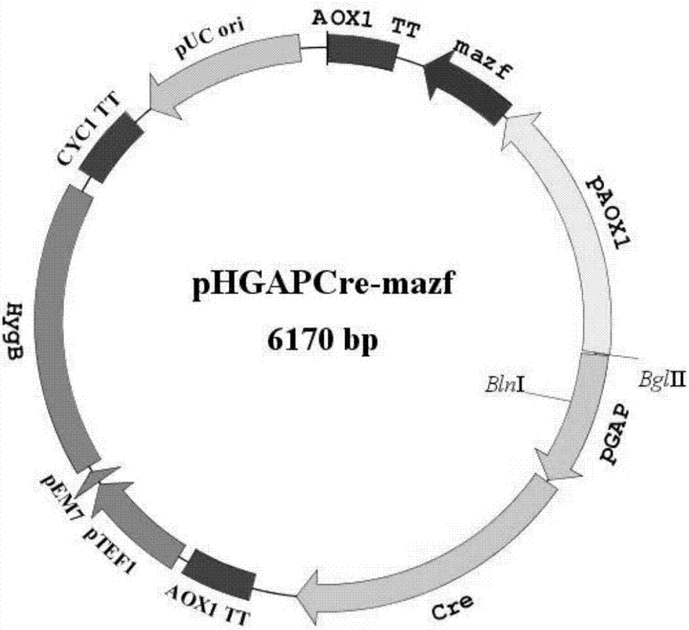 Pichia pastoris gene knockout and resistance gene recovery carrier, and construction method and application thereof