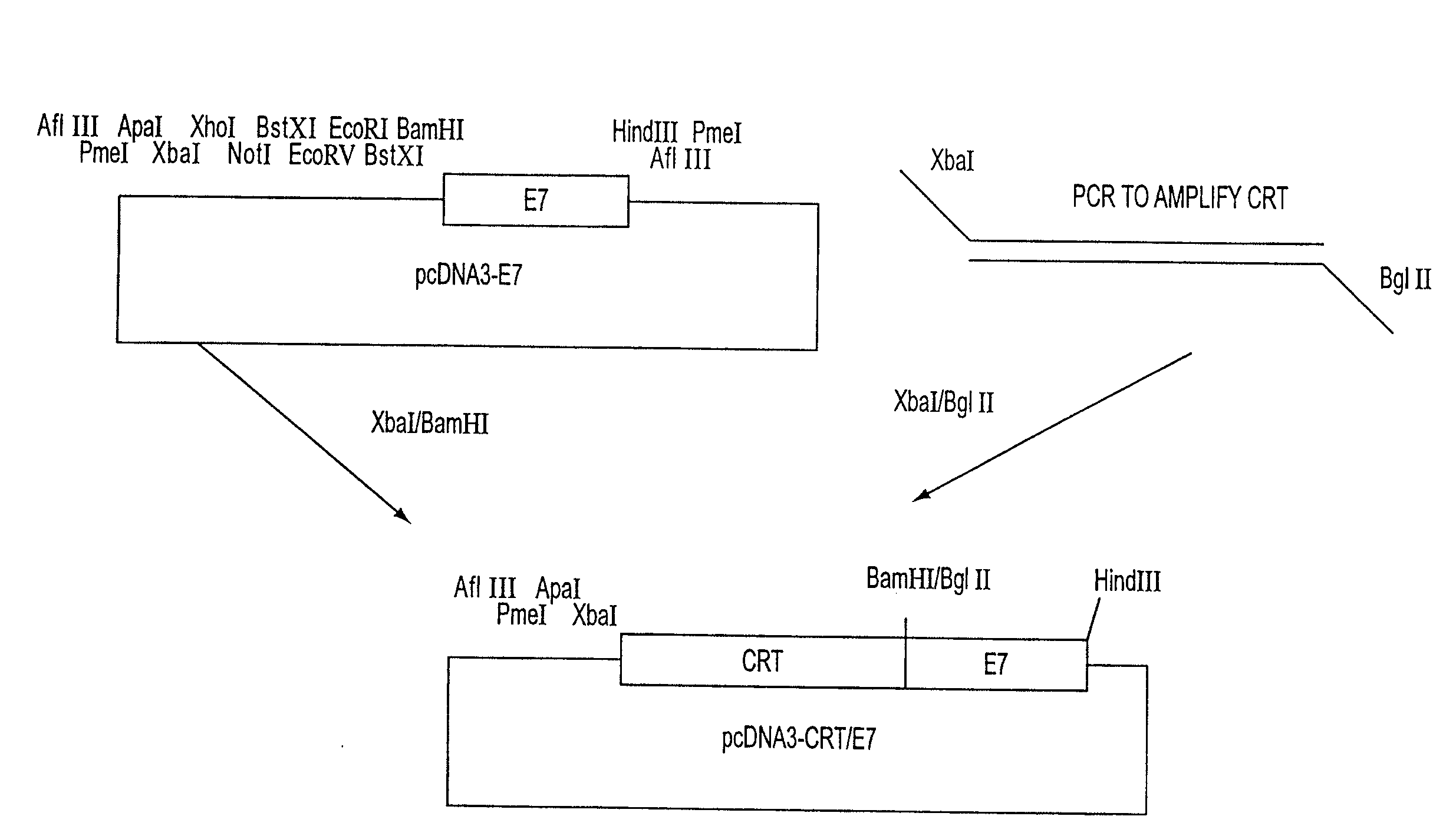 Molecular Vaccine Linking an Endoplasmic Reticulum Chaperone Polypeptide to an Antigen