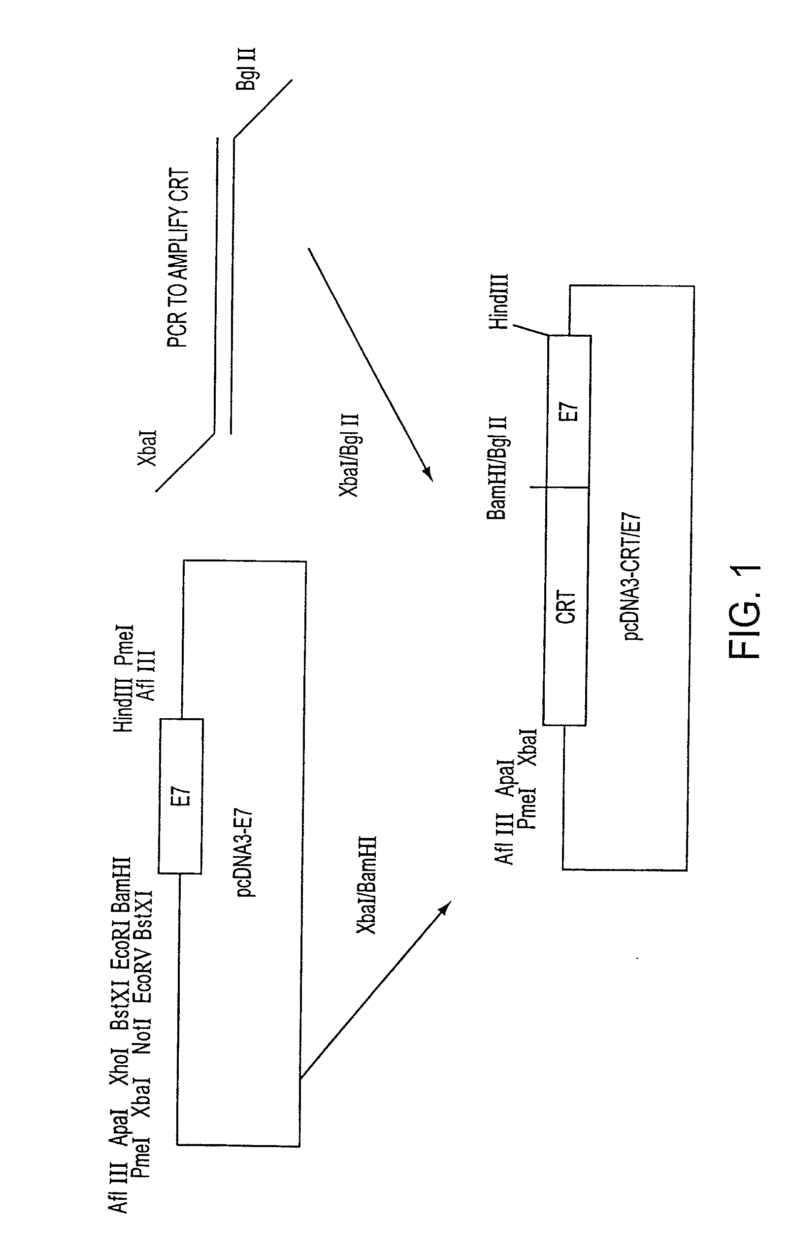 Molecular Vaccine Linking an Endoplasmic Reticulum Chaperone Polypeptide to an Antigen