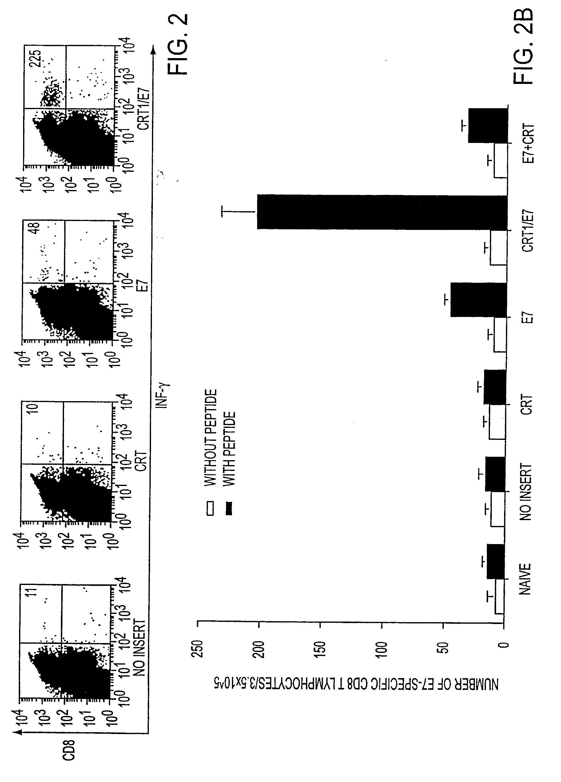 Molecular Vaccine Linking an Endoplasmic Reticulum Chaperone Polypeptide to an Antigen