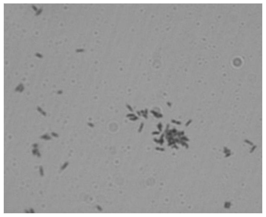 A strain of acidophilus Thiobacillus ferrooxidans and its application in environmental management