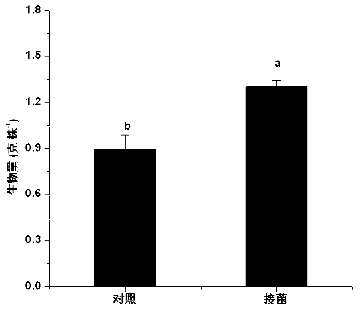 Plant endophyte and application thereof