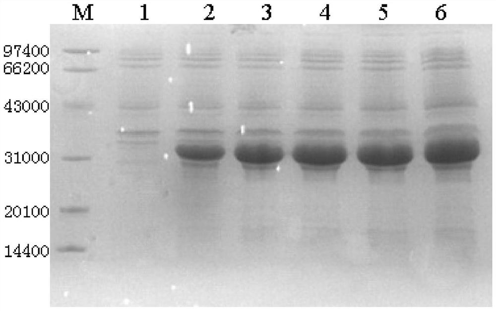 Recombinant leukocyte inhibitory factor and leech peptide chimeric protein mutant