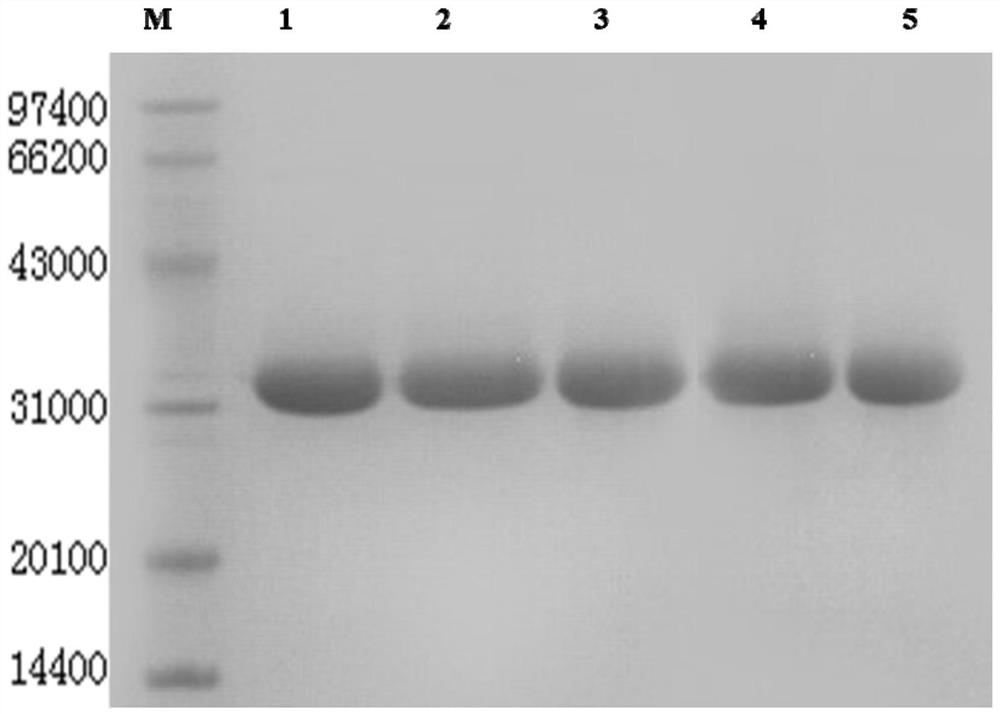 Recombinant leukocyte inhibitory factor and leech peptide chimeric protein mutant