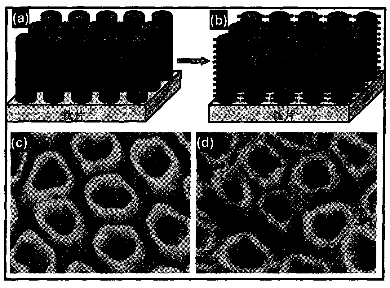 Preparation process of dendritic titanium dioxide nanotube array electrode