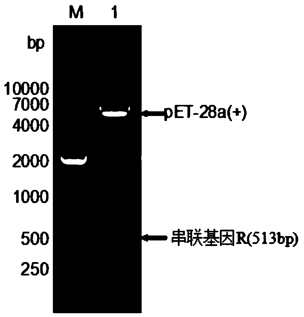 Bovine coronavirus recombinant multi-epitope antigen and its application