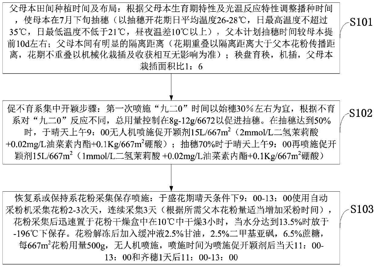 Breeding and seed production method for hybrid rice