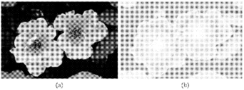 Region of interest extraction method of pixel level