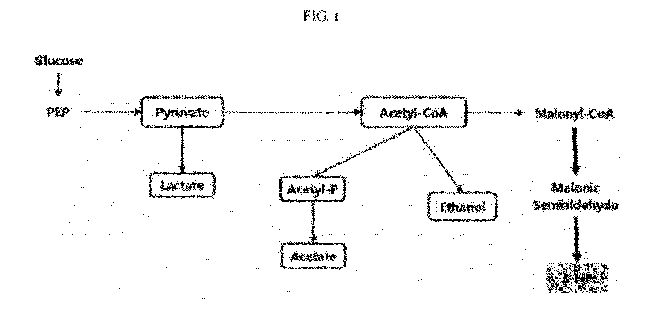 Genetic modification for production of 3-hydroxypropionic acid