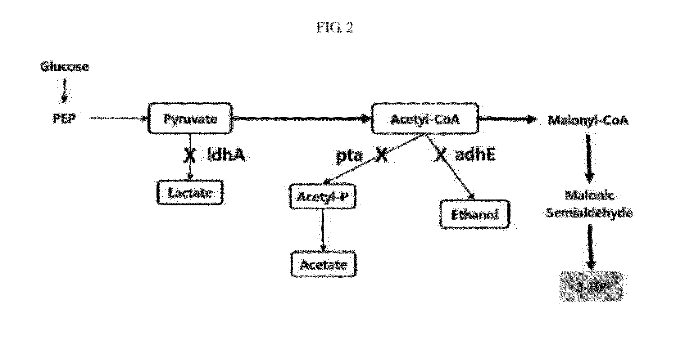 Genetic modification for production of 3-hydroxypropionic acid