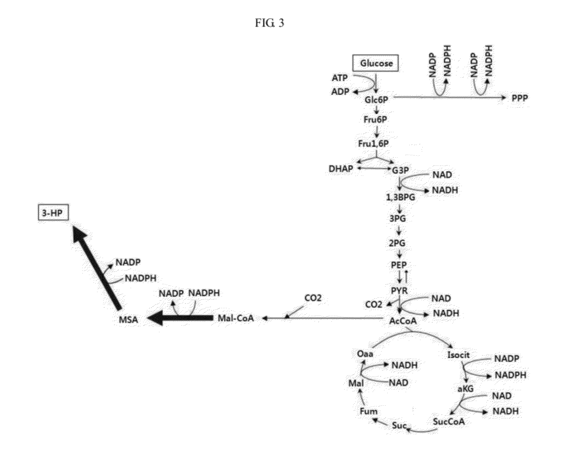 Genetic modification for production of 3-hydroxypropionic acid