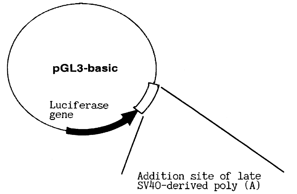 Method for screening substance inhibiting activation of NF- kappa B