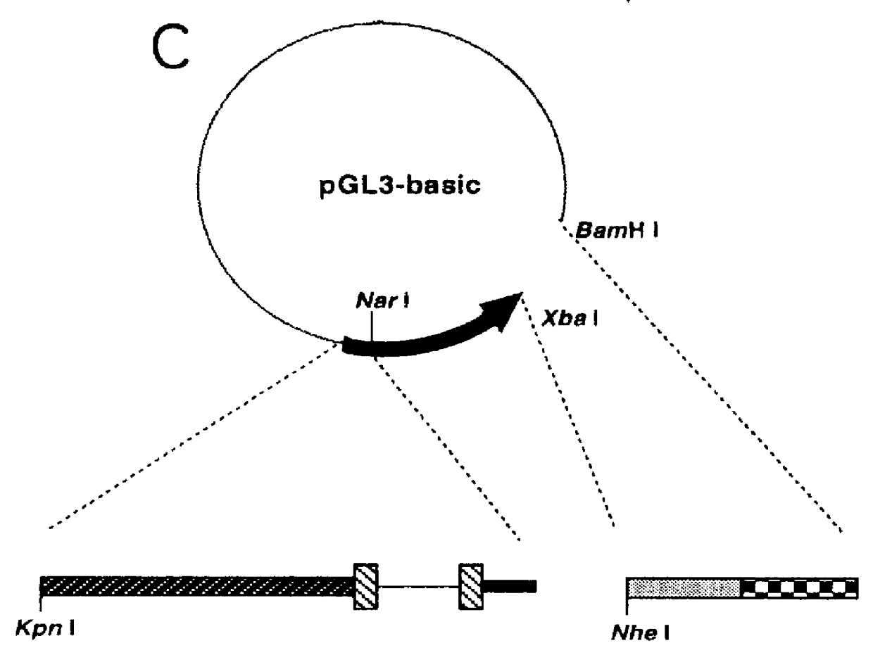 Method for screening substance inhibiting activation of NF- kappa B