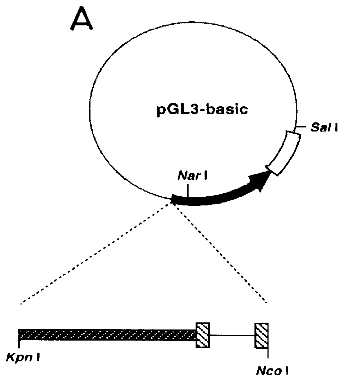 Method for screening substance inhibiting activation of NF- kappa B