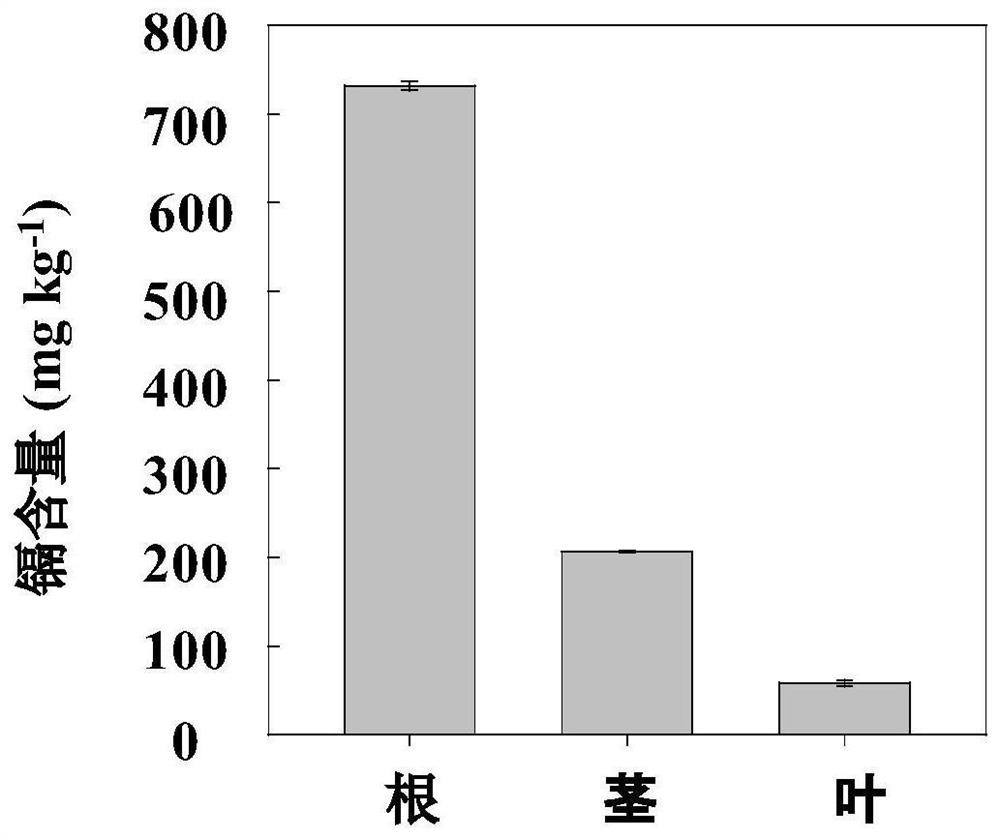 A kind of bn-mir12 of ramie and its application