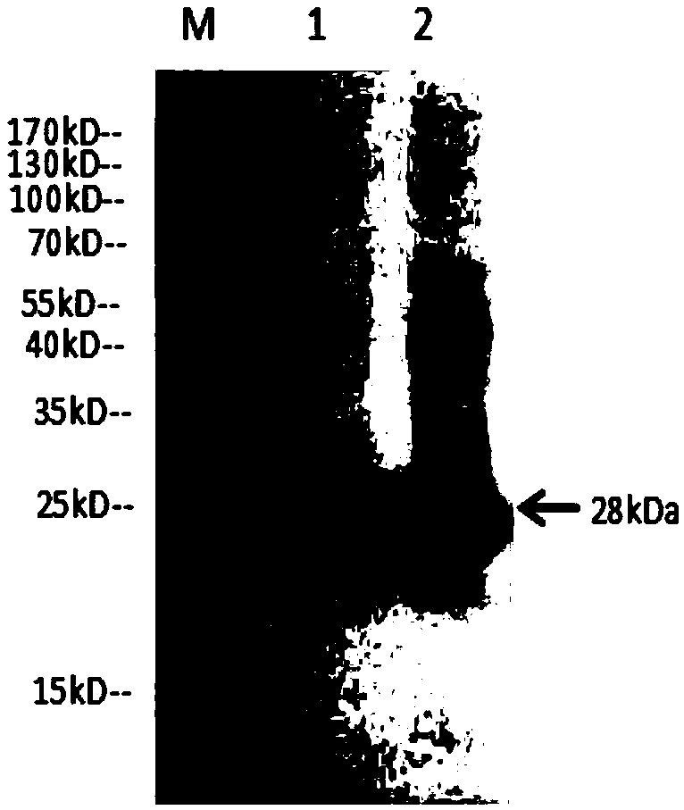 Preparation method and method of hog cholera-ring-mixed antigen, hog cholera-ring subunit vaccines and preparation method thereof