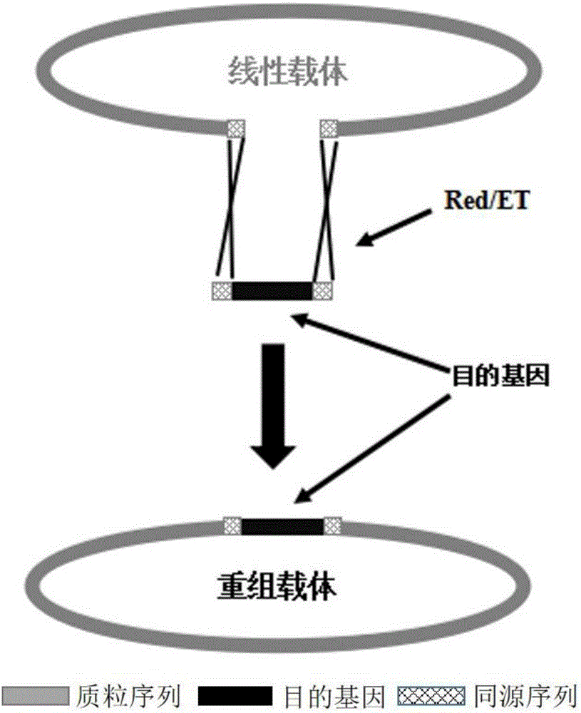 Method for quickly constructing recombinant plasmid