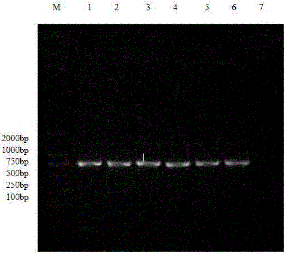 Method for quickly constructing recombinant plasmid