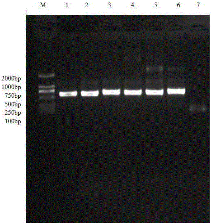 Method for quickly constructing recombinant plasmid