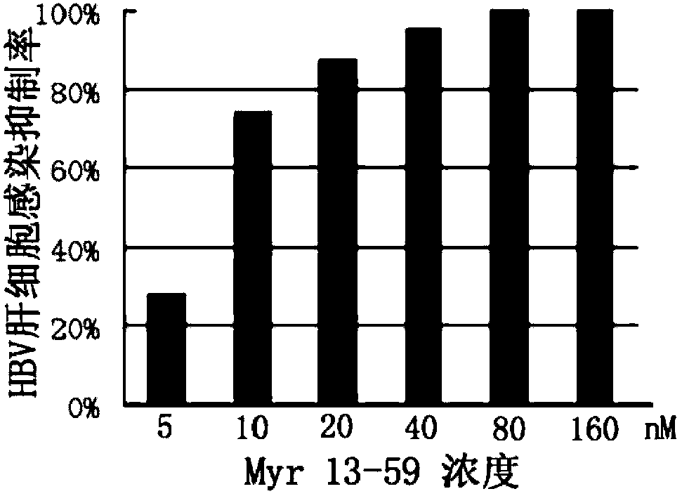 Hepatitis B virus surface L protein related peptide