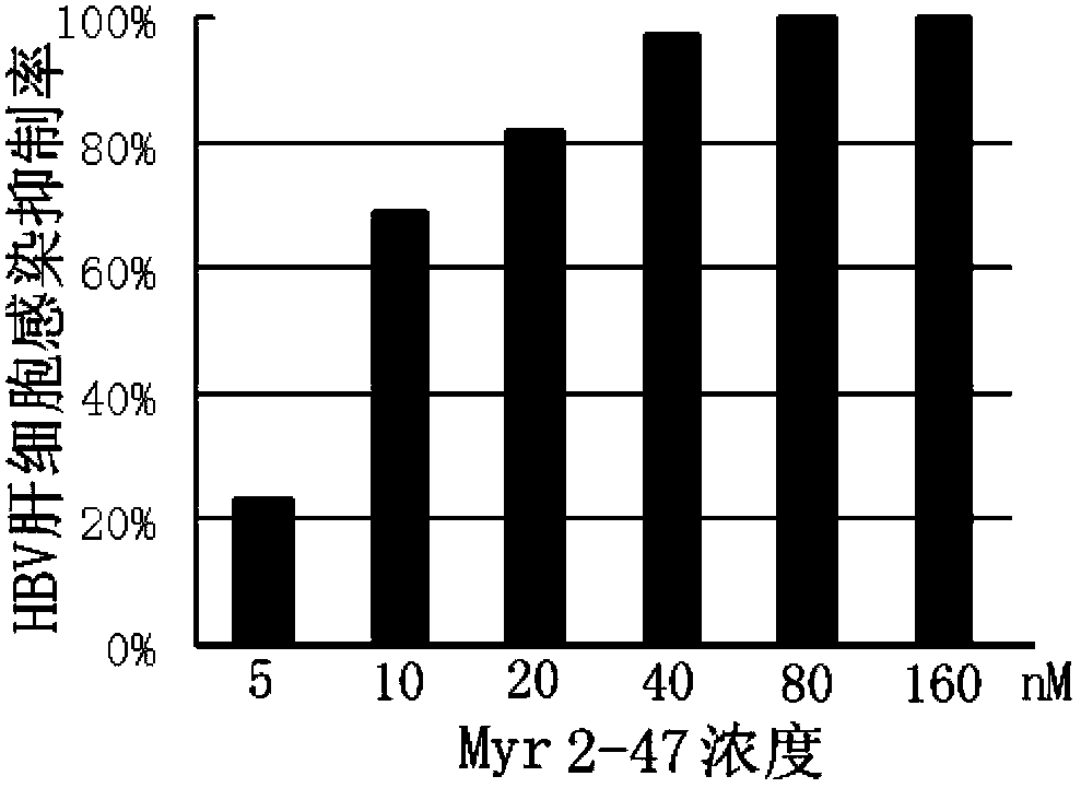 Hepatitis B virus surface L protein related peptide