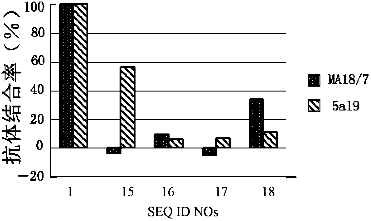 Hepatitis B virus surface L protein related peptide