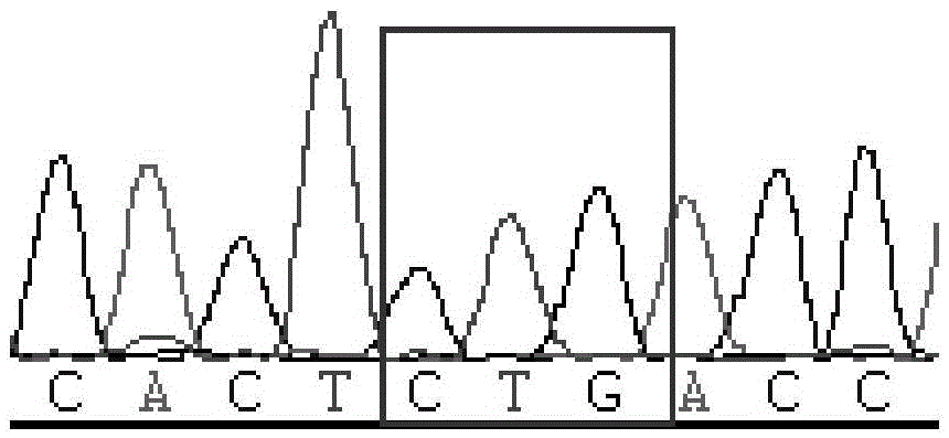 Method and primers for detecting mutation site of exon 5 of runx1 gene