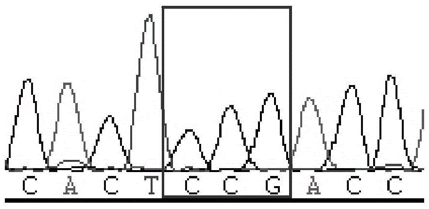 Method and primers for detecting mutation site of exon 5 of runx1 gene