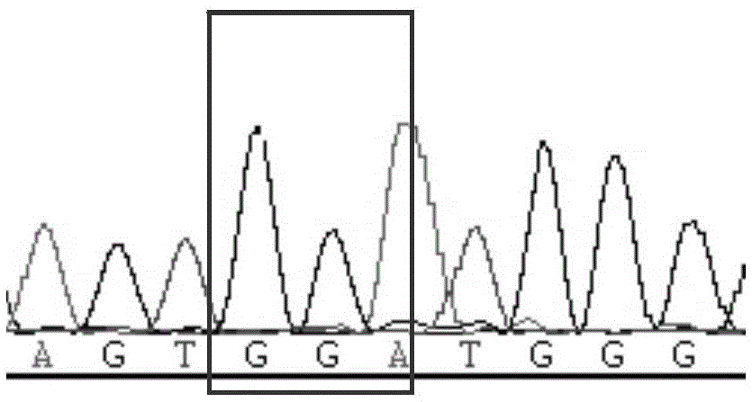 Method and primers for detecting mutation site of exon 5 of runx1 gene