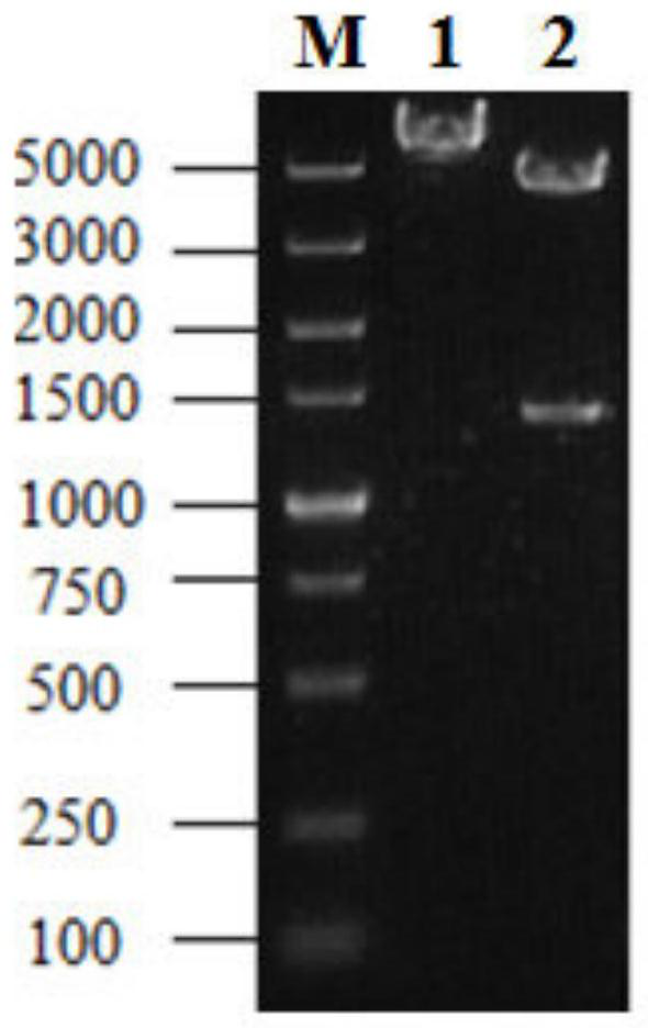 A kind of method for high-efficiency fermentation to produce steroid drug precursor