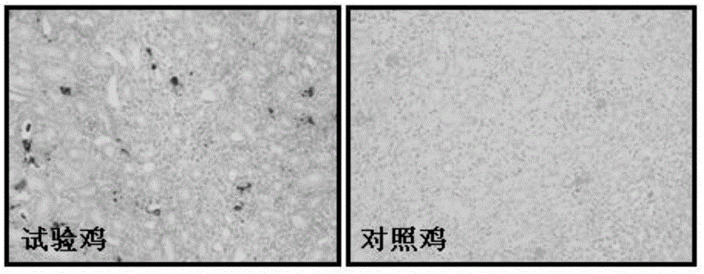 Avian infectious bronchitis virus natural mutant