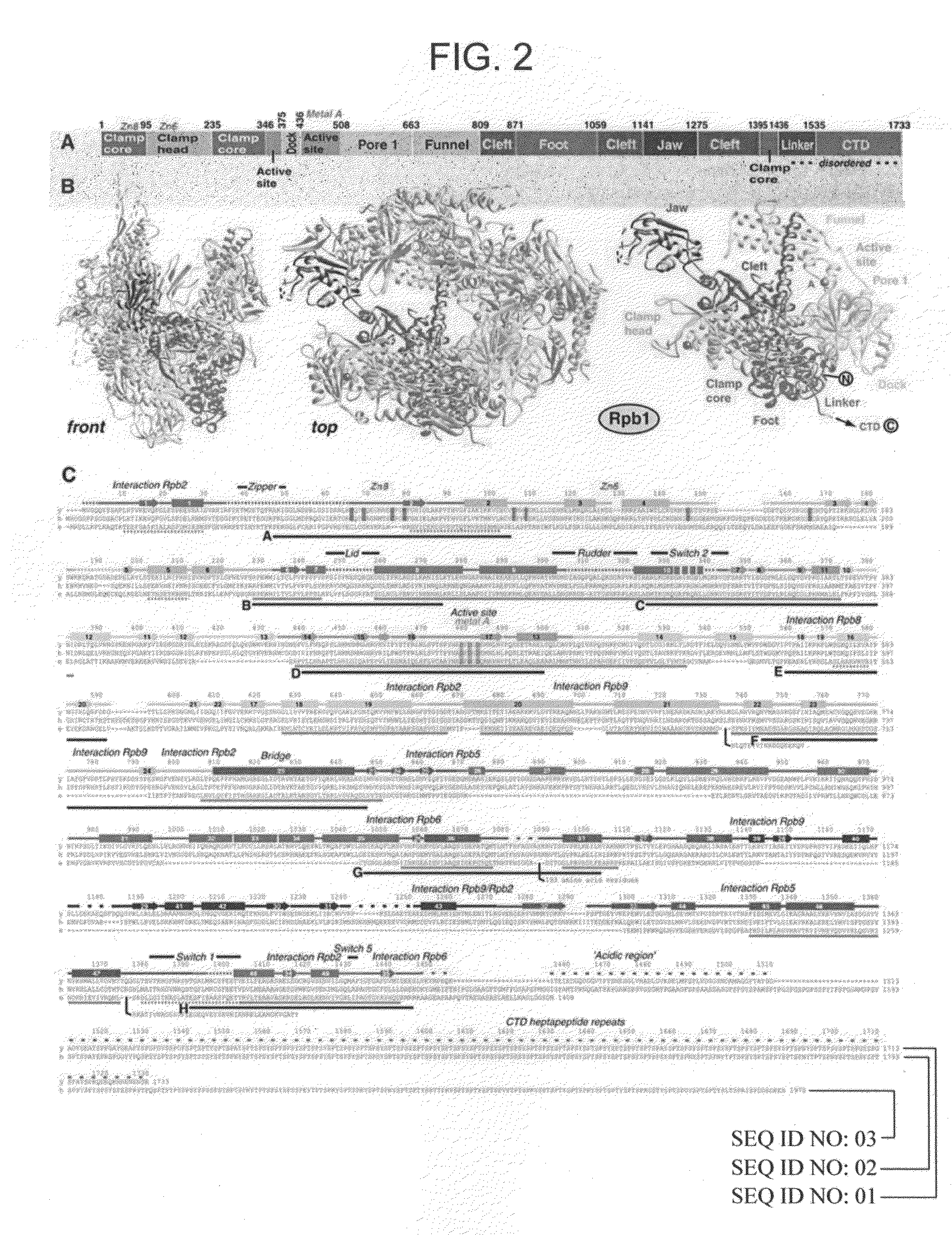 Computer comprising three-dimensional coordinates of a yeast RNA polymerase II